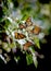 Vertical closeup of monarch butterflies, Danaus plexippus on flowers.