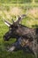 Vertical closeup of a moose resting on green grass