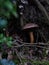 Vertical closeup of the mushroom in the forest.