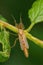 Vertical closeup of Non-biting midges on green plant stem