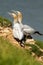 Vertical closeup of northern gannets (Morus bassanus) on the rocky shore of a sea