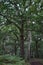 Vertical closeup of an oak tree with bushes and soil around