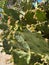 Vertical closeup of a Opuntia Aureispina cactus, golden-spined prickly pear