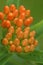 Vertical closeup on orange unopened flowers of the North American butterfly milkweed, Asclepias tuberosa