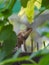 Vertical closeup of an Oriental garden lizard seen behind green leaves