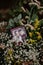 Vertical closeup of a pair photo on the brides bouquet with blurred background