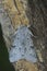 Vertical closeup on the pale colored Miller owlet moth, Acronicta leporina