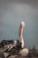 Vertical closeup of a pelican pecking on its feathers