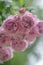 Vertical closeup of pink roses glowing in a shrub in a garden