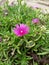 Vertical closeup of a pink trailing ice plant with green bushes around
