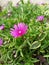 Vertical closeup of a pink trailing ice plant with green bushes around