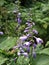 Vertical closeup of a plant Hosta ventricosa (blue plantain lily) with the blurred background