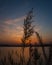 Vertical closeup of the plants' silhouettes against the sunset sky.