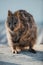 Vertical closeup portrait of a Quokka