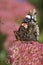 Vertical closeup on a Red Admiral butterfly, Vanessa atalanta on pink Euparium cannabinum flower