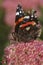 Vertical closeup on a Red Admiral butterfly, Vanessa atalanta on pink Euparium cannabinum flower