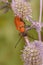 Vertical closeup on a Red-brown Longhorn Beetle, Corymbia rubra on a blue Eryngium thistle