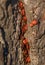 Vertical closeup of red-colored bugs on the trunk of a tree captured during the daytime