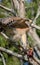 Vertical closeup of a Red Shouldered hawk perched on a tree branch with prey in its claws