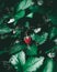 Vertical closeup of ripe strawberry growing on a green shrub