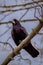 Vertical closeup of a rook standing on a tree branch with a blurry background