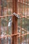 Vertical closeup of a rusty metal gate locked up with a chain and a lock