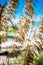 Vertical closeup of sea oats, uniola paniculata captured against the Casuarina beach in the Bahamas