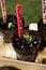 Vertical closeup seedlings of pumpkin plants in biodegradable pots