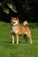 Vertical closeup of a Shiba Inu outdoors. A breed of hunting dog from Japan.