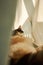 Vertical closeup shot of an adorable calico cat lying in a bed