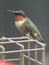 Vertical closeup shot of an adorable hummingbird perching on metal construction