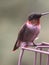 Vertical closeup shot of an adorable hummingbird perching on metal construction