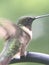 Vertical closeup shot of an adorable hummingbird perching on a metal pole