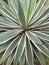 Vertical closeup shot of agave plantation in the garden during daytime