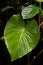 Vertical closeup shot of anthurium green leaves