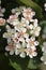 Vertical closeup shot of Aronia flowers with a blurred background