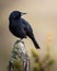 Vertical closeup shot of an Austral blackbird standing on a wooden surface outdoors