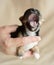 Vertical closeup shot of a baby Havanese dog yawning while held in a person's palm