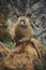 Vertical closeup shot of a Barbary macaque monkey on a cliff in Cabarceno Zoo, Cantabria, Spain