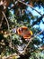 Vertical closeup shot of a beautiful brown butterfly on a buckthorn tree