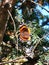 Vertical closeup shot of a beautiful brown butterfly on a buckthorn tree