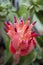 Vertical closeup shot of a beautiful Castilleja flower with a blurred background