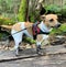 Vertical closeup shot of a beautiful companion dog with a collar in a natural environment