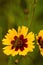 Vertical closeup shot of a beautiful Coreopsis blooming in the garden