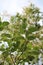 Vertical closeup shot of beautiful Cotinus coggygria flowers with a blurry background