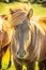 Vertical closeup shot of a beautiful horse with flowing hair