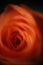 Vertical closeup shot of a beautiful mesmerizing rose