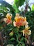 Vertical closeup shot of beautiful orange parrot lilies in a sunny field in the countryside