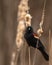 Vertical closeup shot of a beautiful Redwing Blackbird on Cat Tails