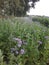 Vertical closeup shot of bee forage plant purple foundation,